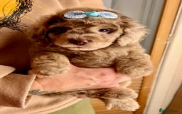 Cavapoo dogs for sale: TOY Fluffy Cavapoo’s From Health Tested Parents - Image 33
