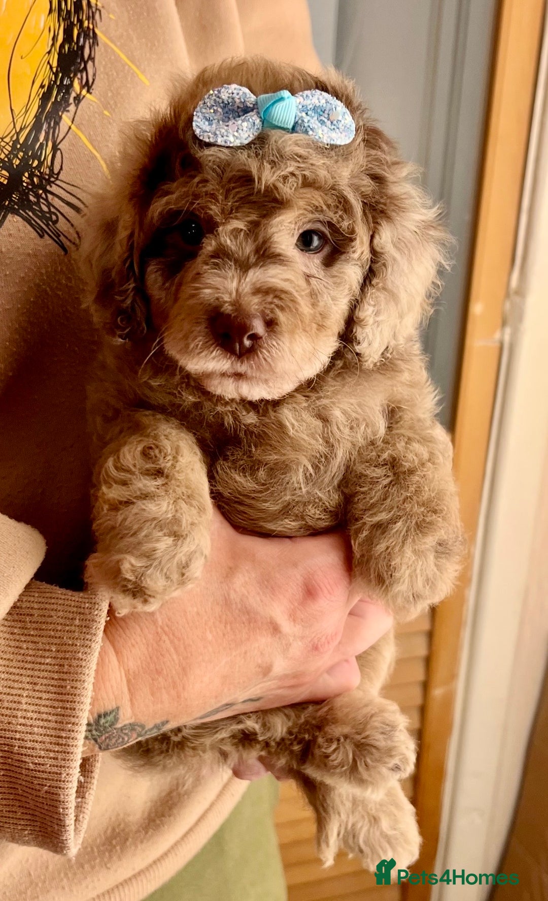 Cavapoo dogs for sale: TOY Fluffy Cavapoo’s From Health Tested Parents - Image 33