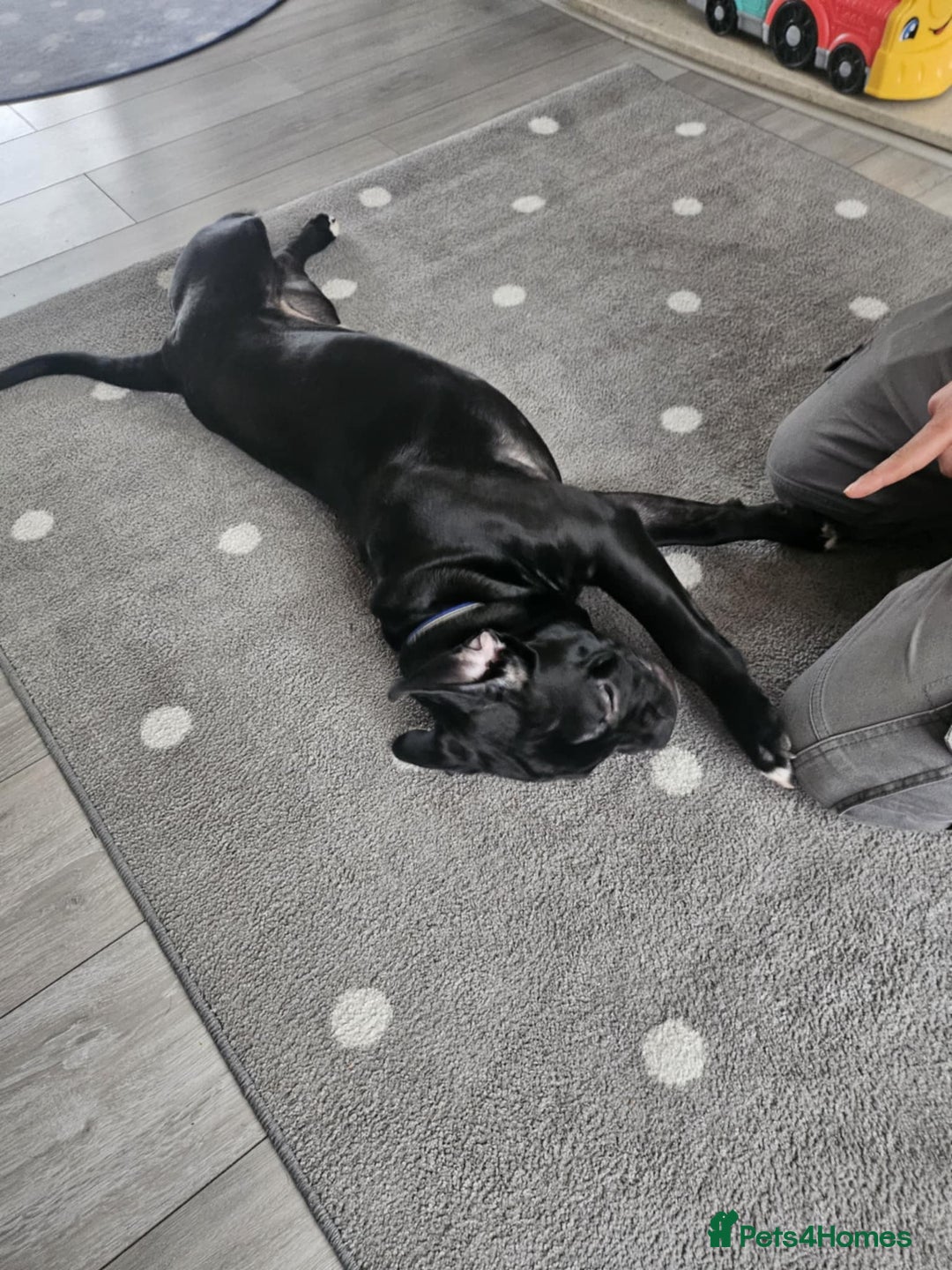 Mixed Breed dogs for sale: Wonderful dog for sale - Advert 22