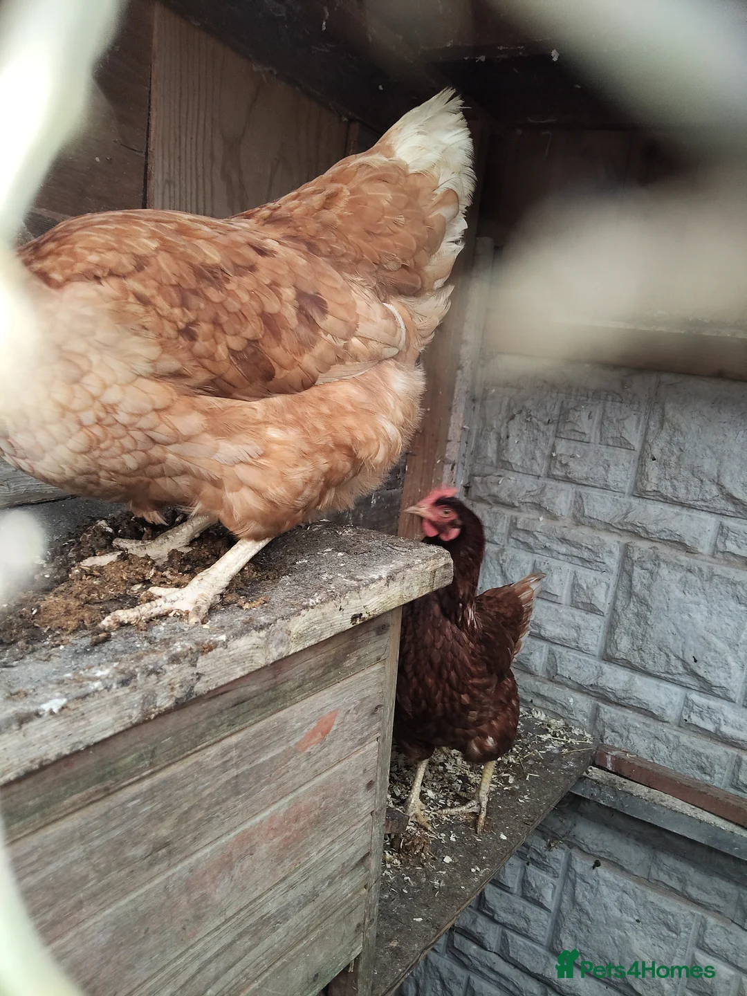 Chickens poultry for sale: 6 Warren's  in Bolton - Advert 1