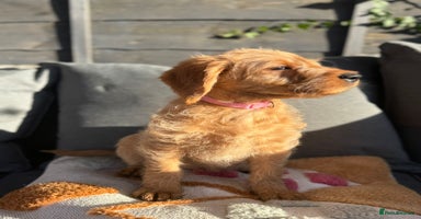 Australian Labradoodle dogs Australian Labradoodle Puppies F1b - Advert 12