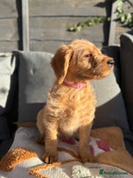 Australian Labradoodle dogs Australian Labradoodle Puppies F1b - Advert 1