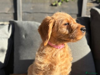 Australian Labradoodle dogs Australian Labradoodle Puppies F1b - Advert 6