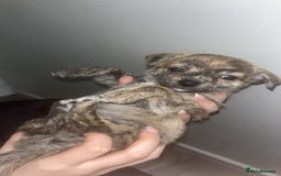 Chihuahua dogs for sale: Chihuahua pups looking for new home   - Advert 8