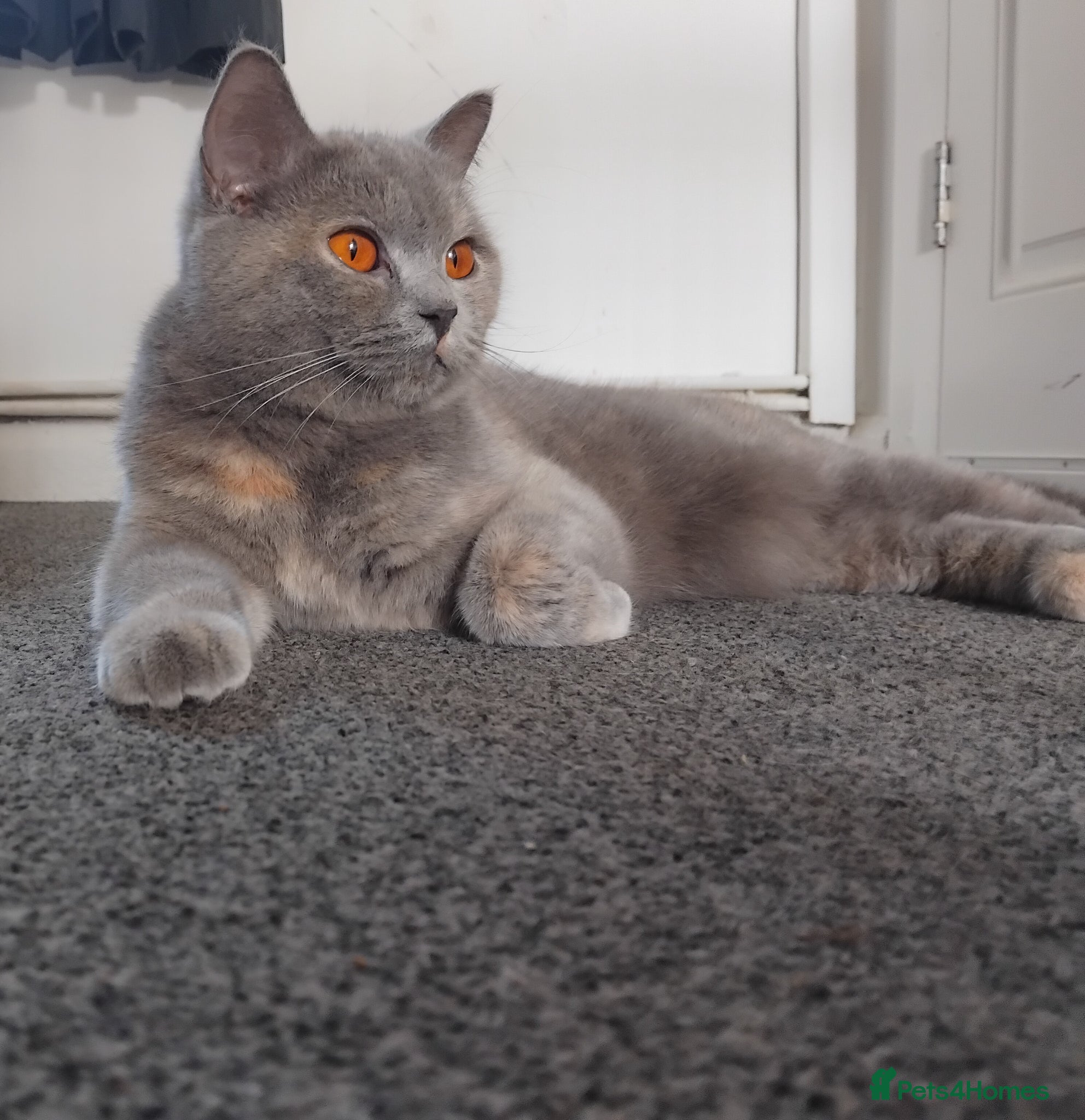 British Shorthair cats Stunning BSH/BLH Kittens for Sale  - Advert 1