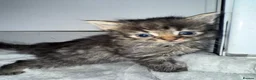 Domestic Shorthair cats for sale: 6 beautiful kittens  - Advert 16