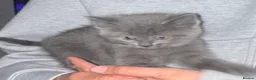 Mixed Breed cats for sale: Gorgeous female grey kitten - Advert 4