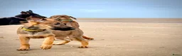 Mixed Breed dogs for sale: Doberman x Malinois x German Shepherd Puppies  - Advert 18