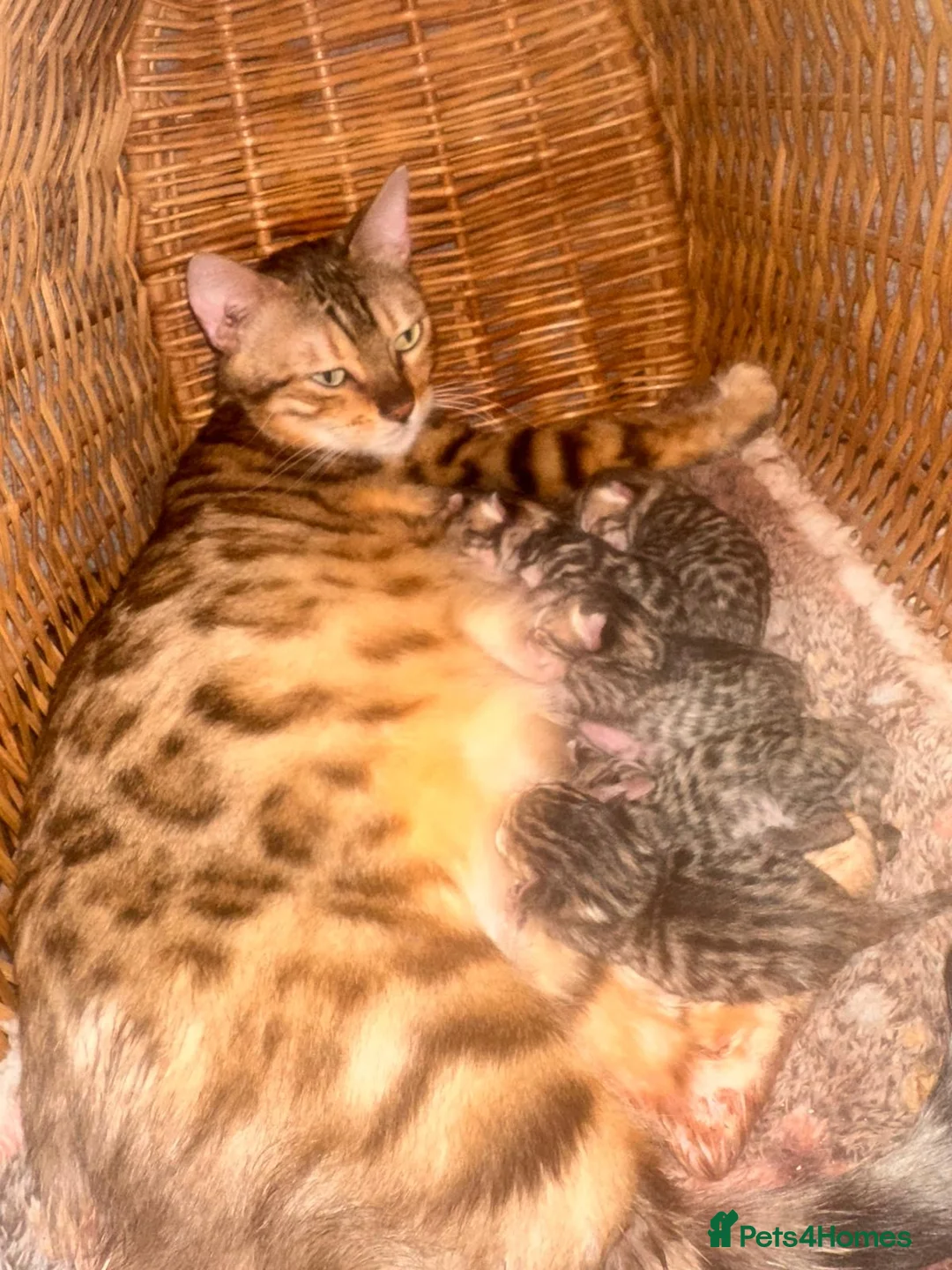Mixed Breed cats for sale: Bengal x kittens  - Advert 1