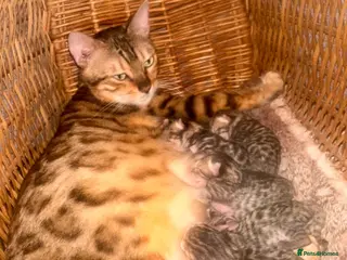 Mixed Breed cats Bengal x kittens - Advert 1