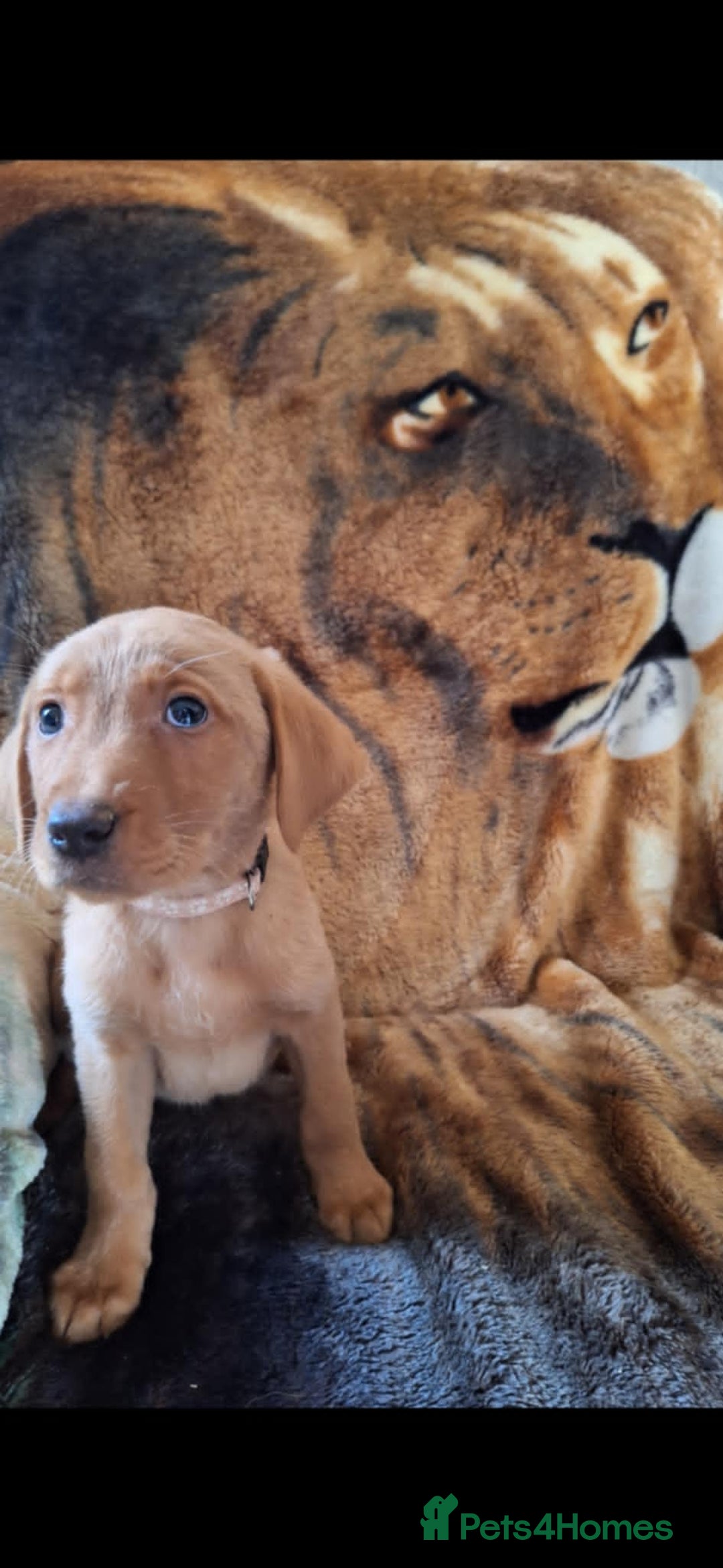 Labrador Retriever dogs for sale: labrador puppys in Lowestoft - Image 12