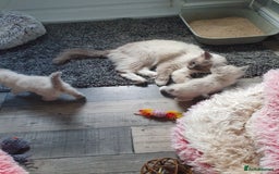 Ragdoll cats for sale: Blue point and blue point mitted ragdolls  - Image 5