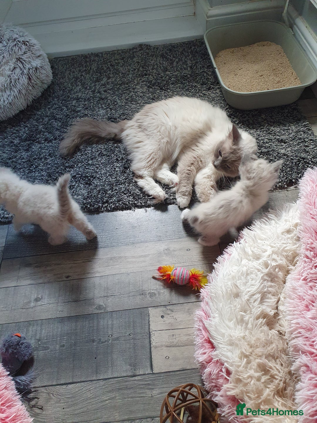 Ragdoll cats for sale: Blue point and blue point mitted ragdolls  - Image 5