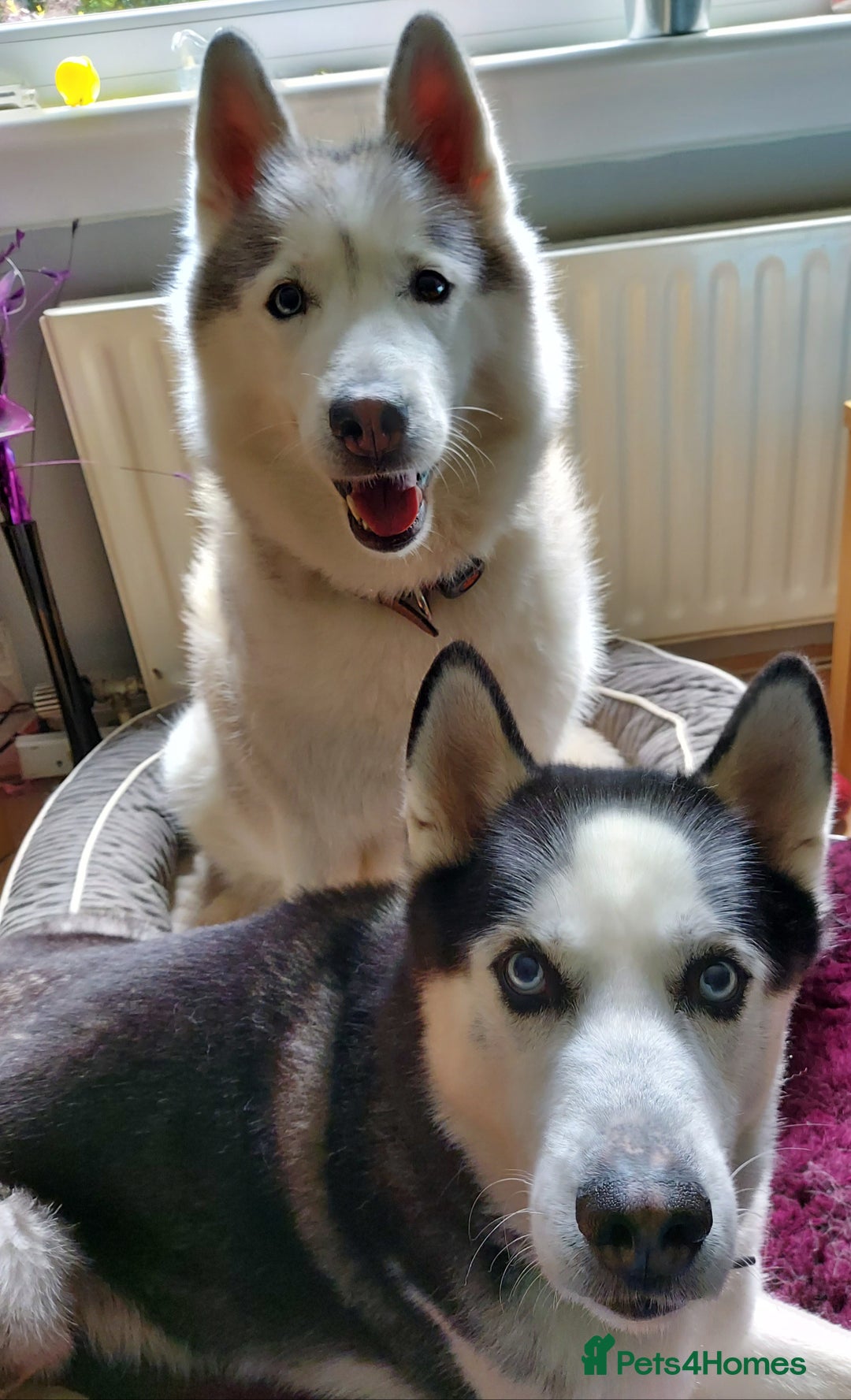 Siberian Husky dogs for stud: Siberian Husky for Stud in Glasgow - Image 9