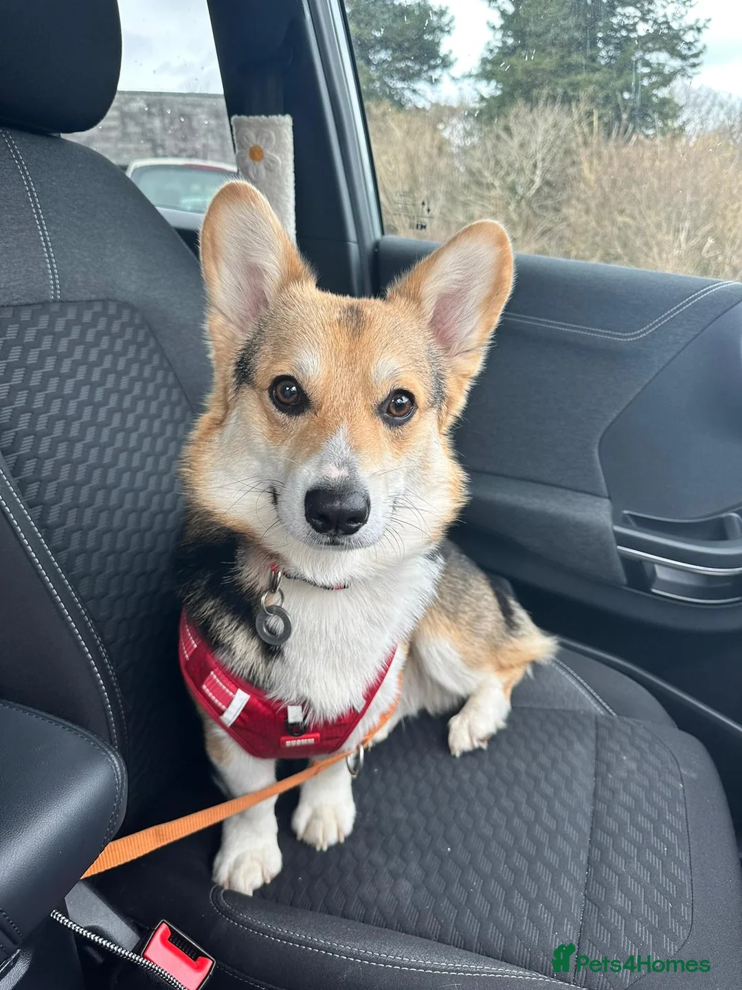 Welsh Corgi Pembroke dogs for stud: Tri Coloured Pembroke Welsh Corgi for stud - Advert 7