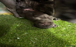 French Bulldog dogs for sale: Fluffy French bulldog puppies  - Image 8