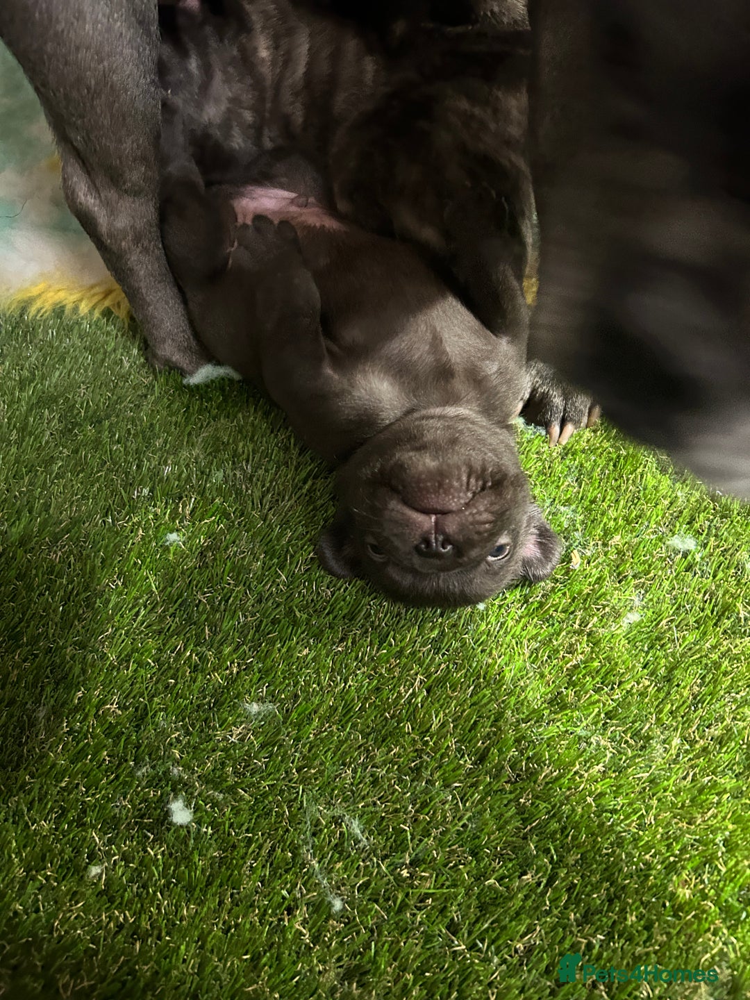 French Bulldog dogs for sale: Fluffy French bulldog puppies  - Image 8