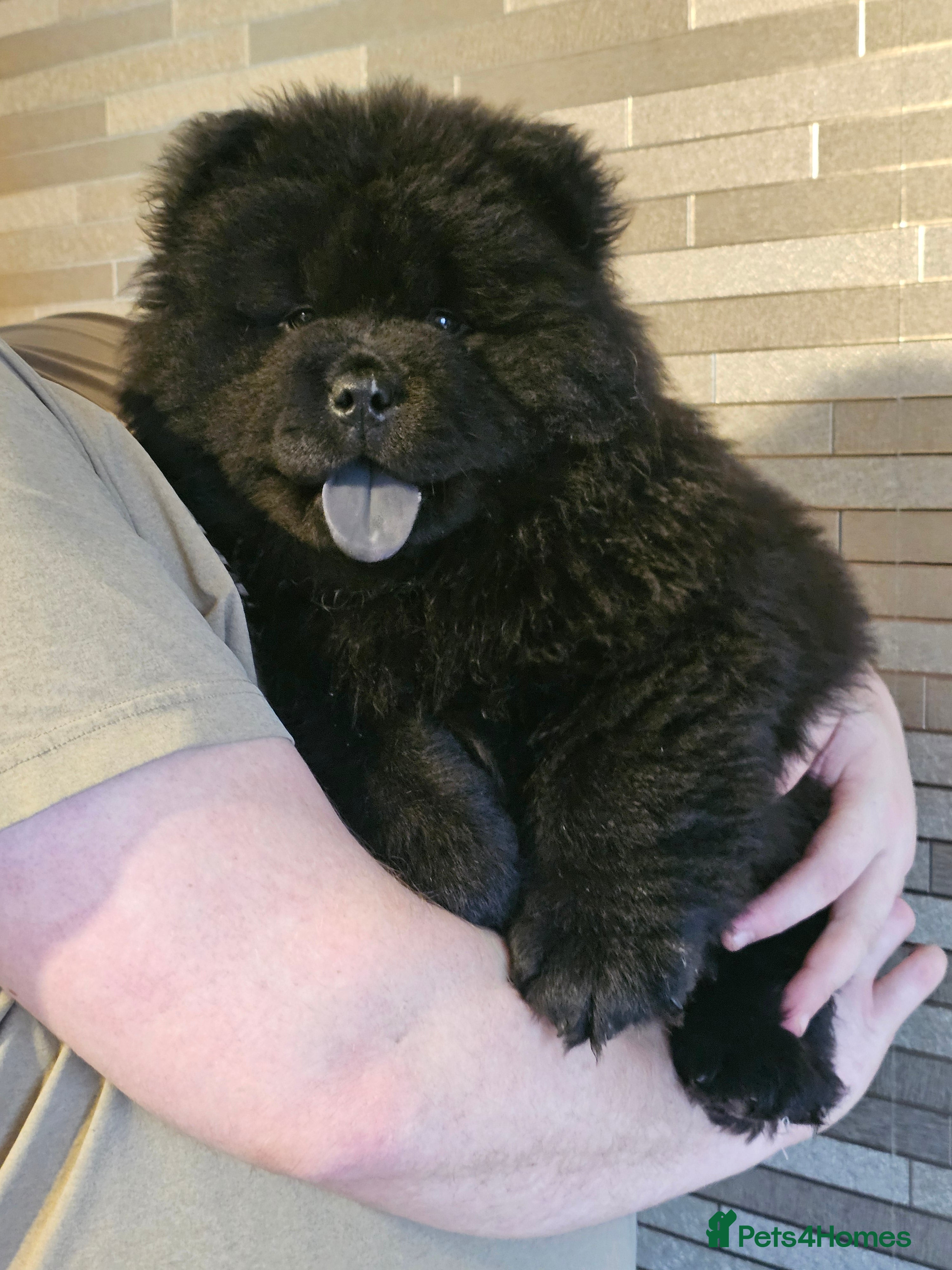 Chow Chow dogs Chow chow pups kc reg champ lines - Advert 8