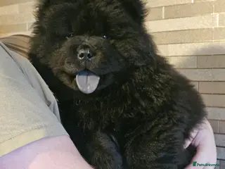 Chow Chow dogs Chow chow pups kc reg champ lines - Advert 8