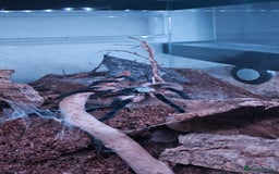 Tarantulas invertebrates for sale: Monocentropus balfouri Female and set up  - Image 2