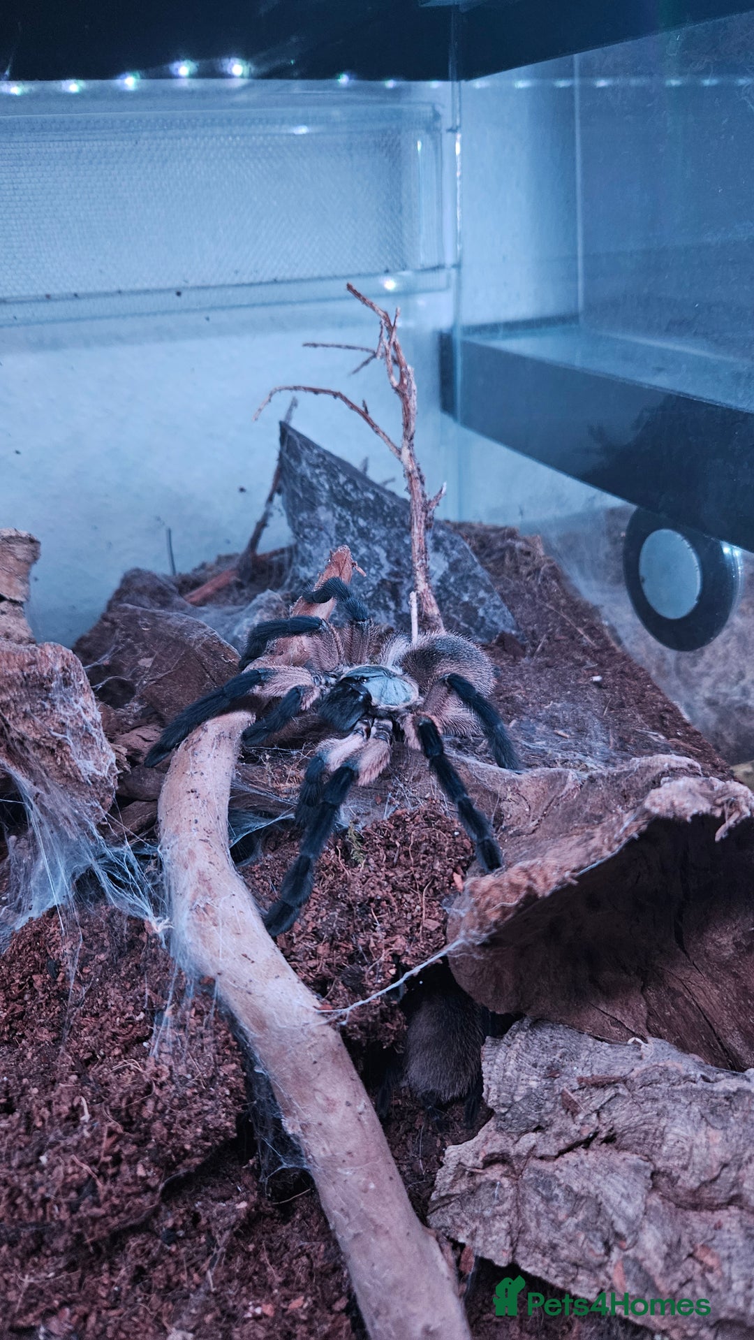 Tarantulas invertebrates for sale: Monocentropus balfouri Female and set up  - Image 2