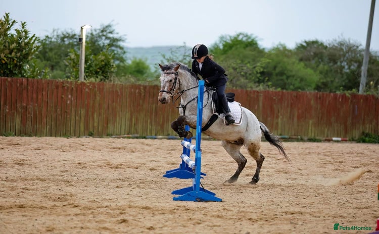 Appaloosa horses - Advert 2