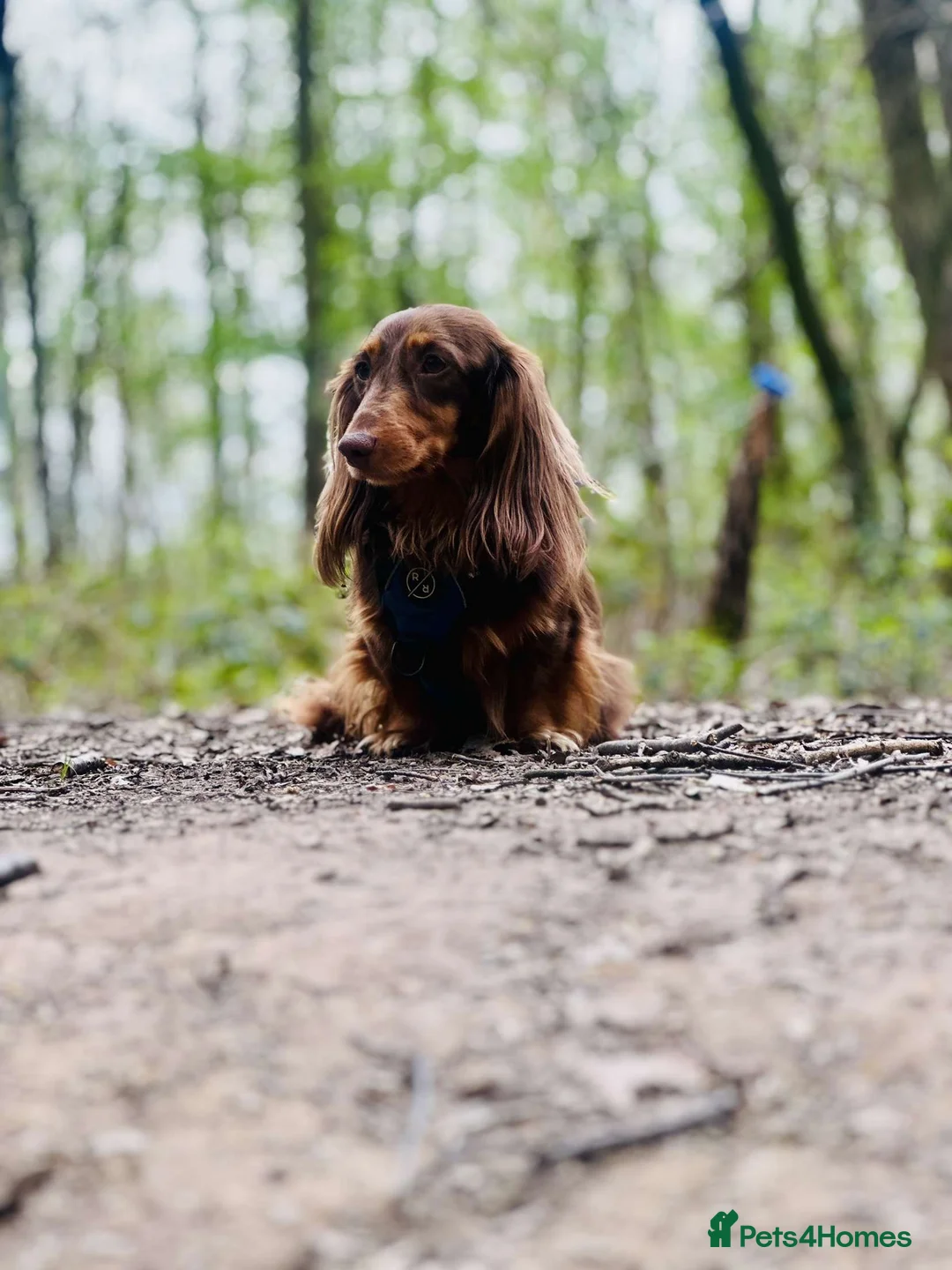 Dachshund dogs for stud: Long haired dachshund stud boys  in Leeds - Advert 23