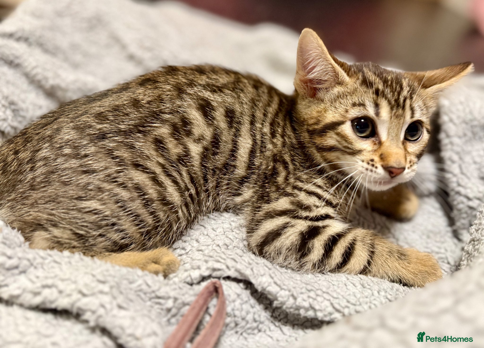 Mixed Breed cats Bengal x Maine coon kittens - Advert 12