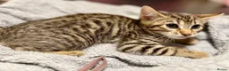 Mixed Breed cats for sale: Bengal x Maine coon kittens - Advert 6