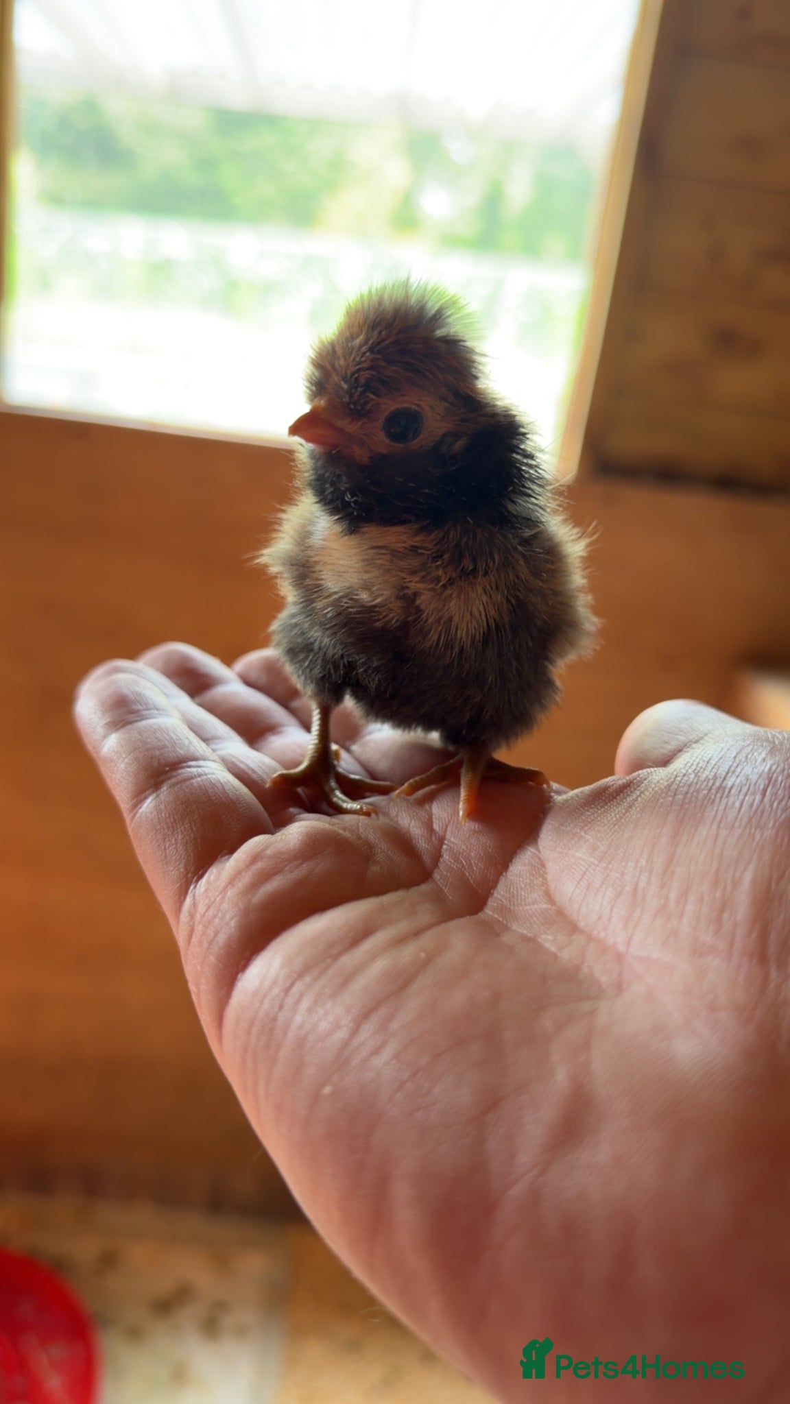 Chickens poultry for sale: Polish and Pekin Chicks - Advert 1