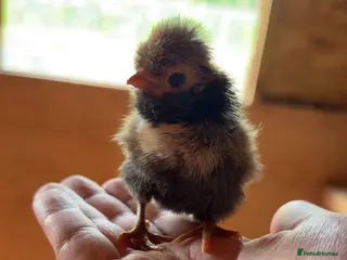 Chickens poultry for sale: Polish and Pekin Chicks - Advert 1