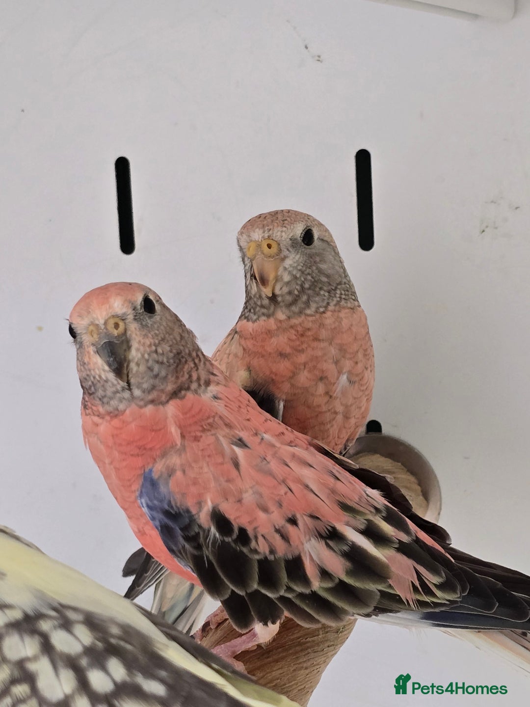 Canaries birds for sale: Beautiful Canaries, Goldfinches, Zebras, Bengies!! - Image 12