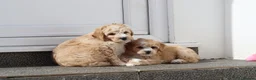 Cavapoochon dogs for sale: Beautiful Cavapoochon puppies for sale - Advert 35