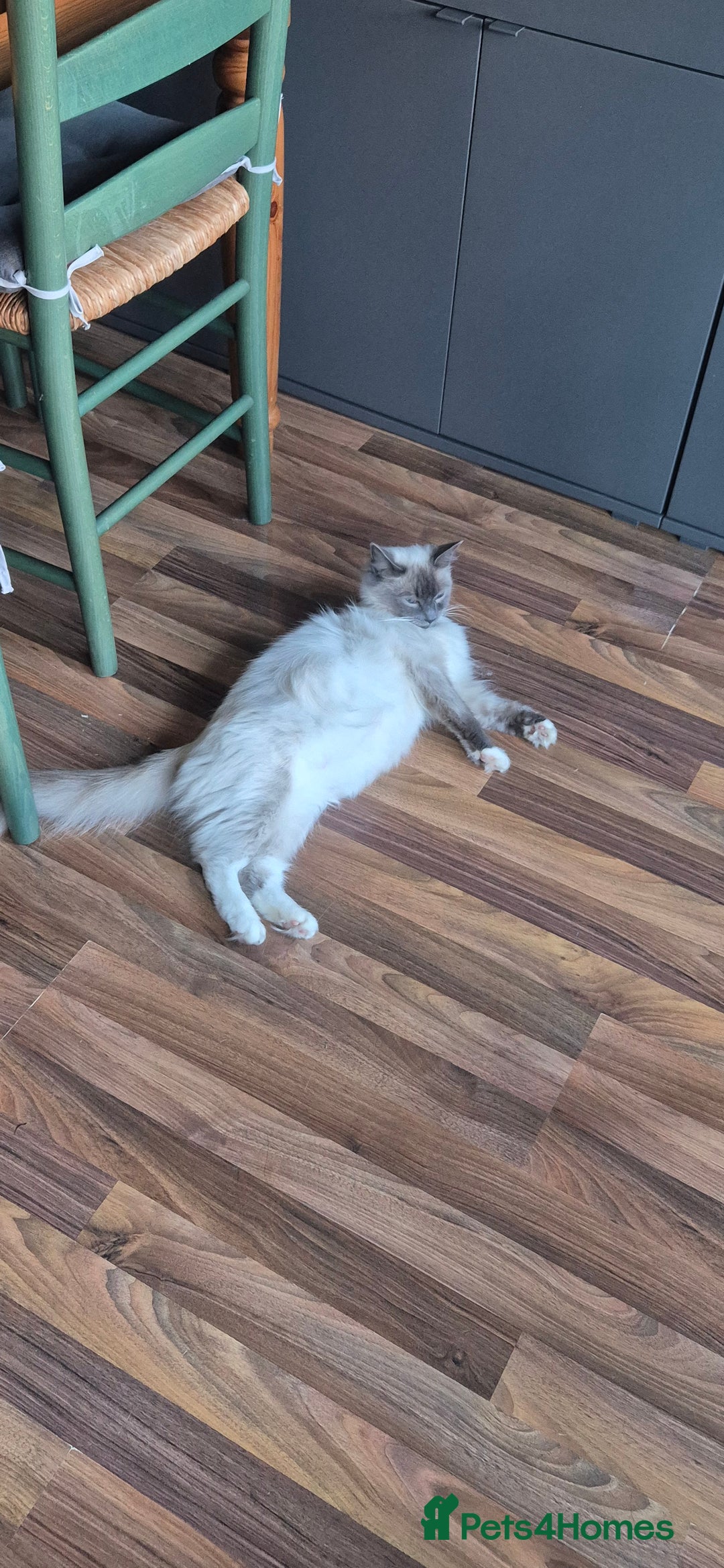 Ragdoll cats for sale: Ragdoll cross kittens - Image 1