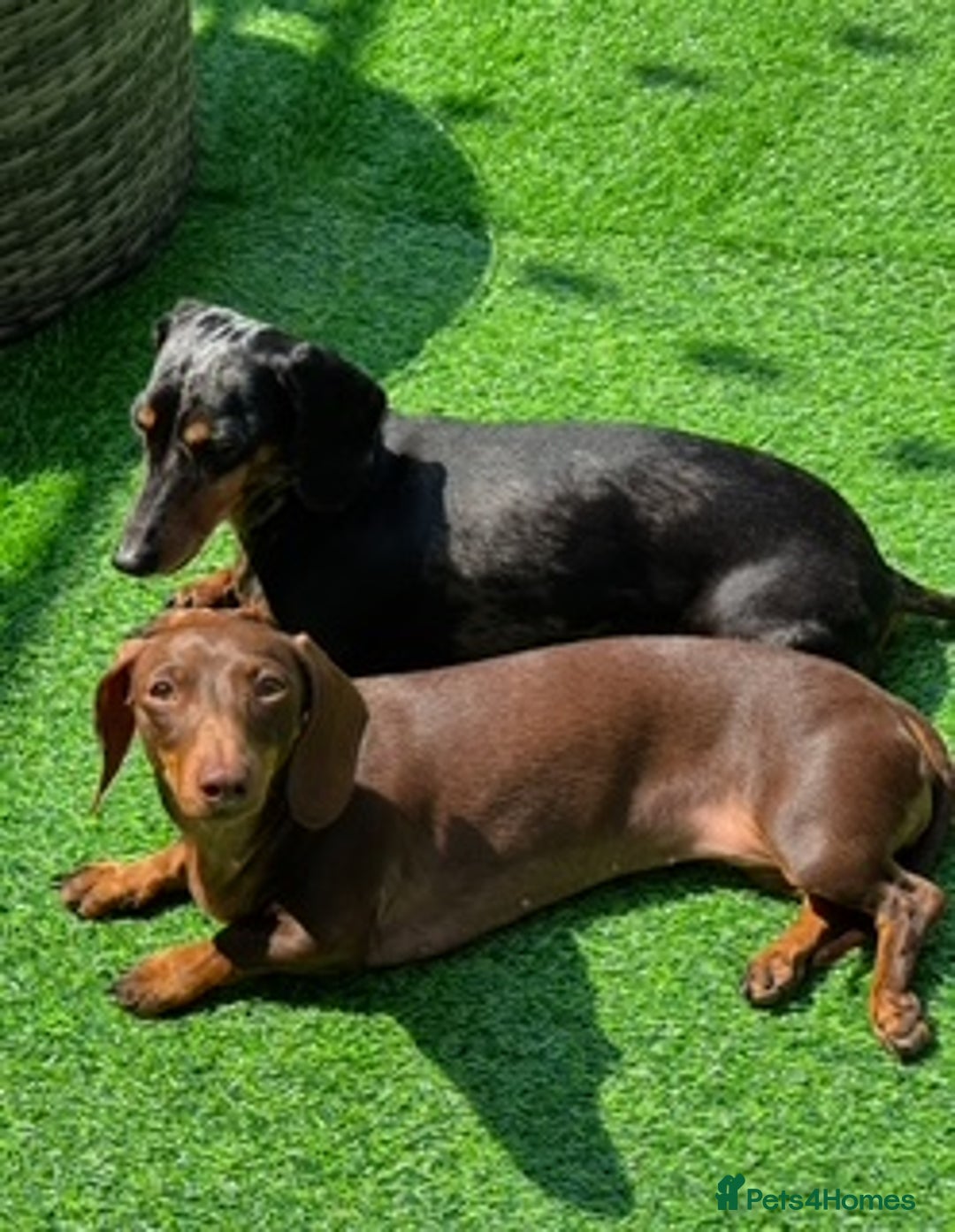 Miniature Dachshund dogs for sale: Miniature Dachshund Puppies - Image 5