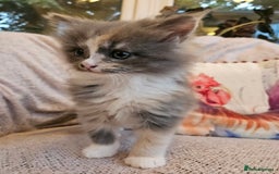 Maine Coon cats for sale: Maine Coon kittens available Chunky and confident - Image 6