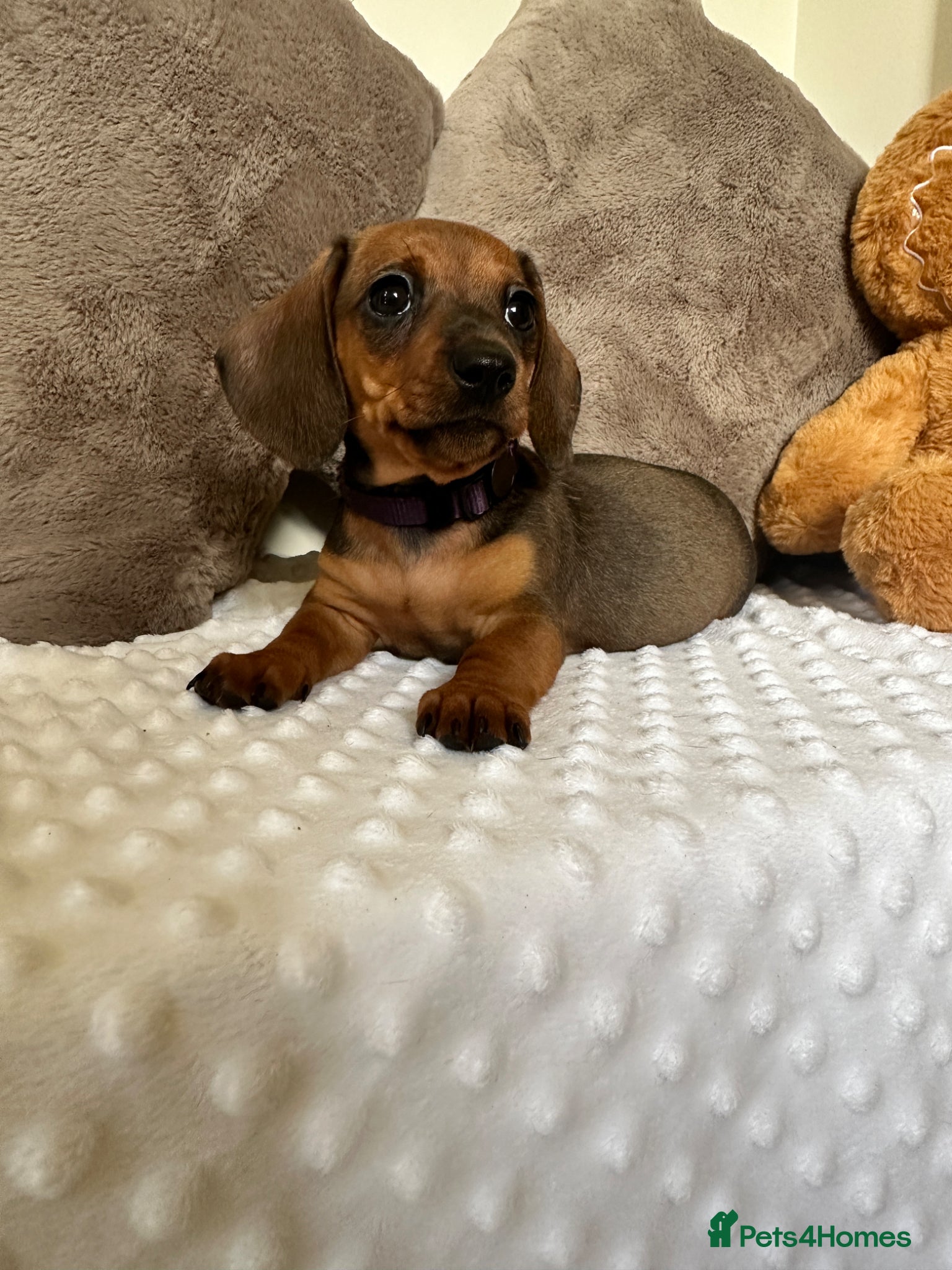 Miniature Dachshund dogs ⭐️⭐️⭐️⭐️⭐️KC champion miniature dachshunds ready   - Advert 2