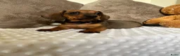 Miniature Dachshund dogs for sale: ⭐️⭐️⭐️⭐️⭐️KC champion miniature dachshunds ready   - Advert 1