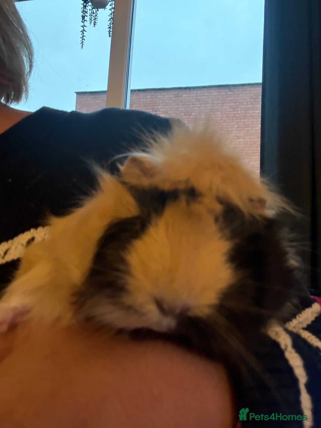 Guinea Pig rodents for sale: Beautiful guinea pig girls - Advert 4
