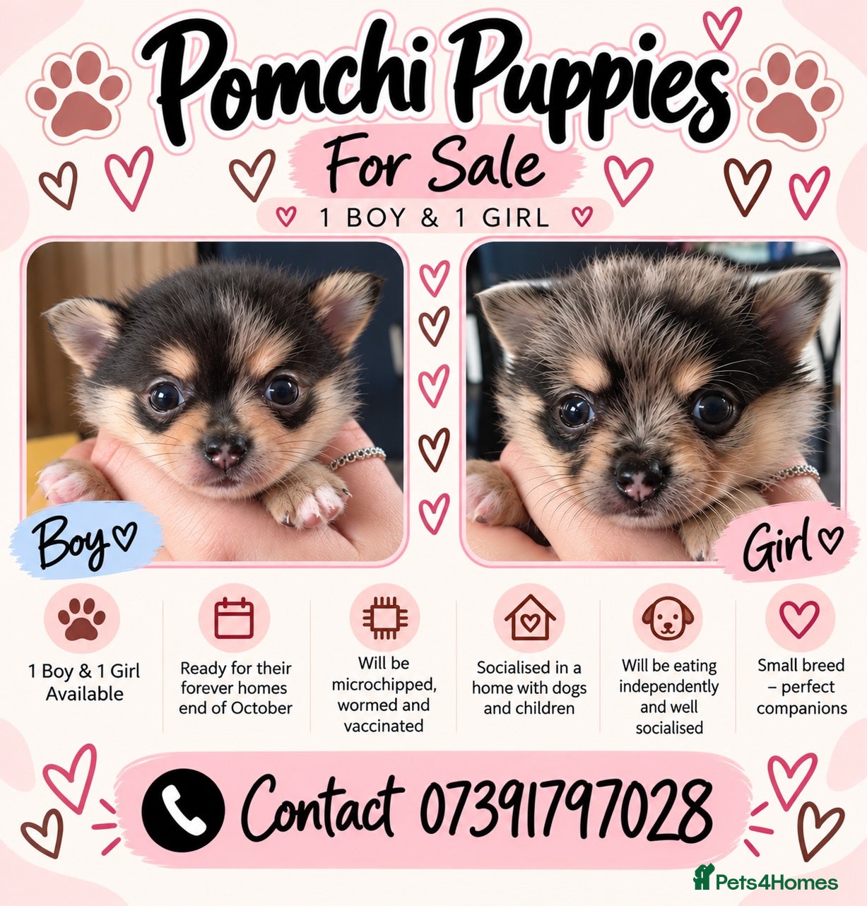 Pomchi dogs Stunning Pomchi puppies  - Advert 4