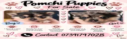 Pomchi dogs for sale: Stunning Pomchi puppies  - Advert 1