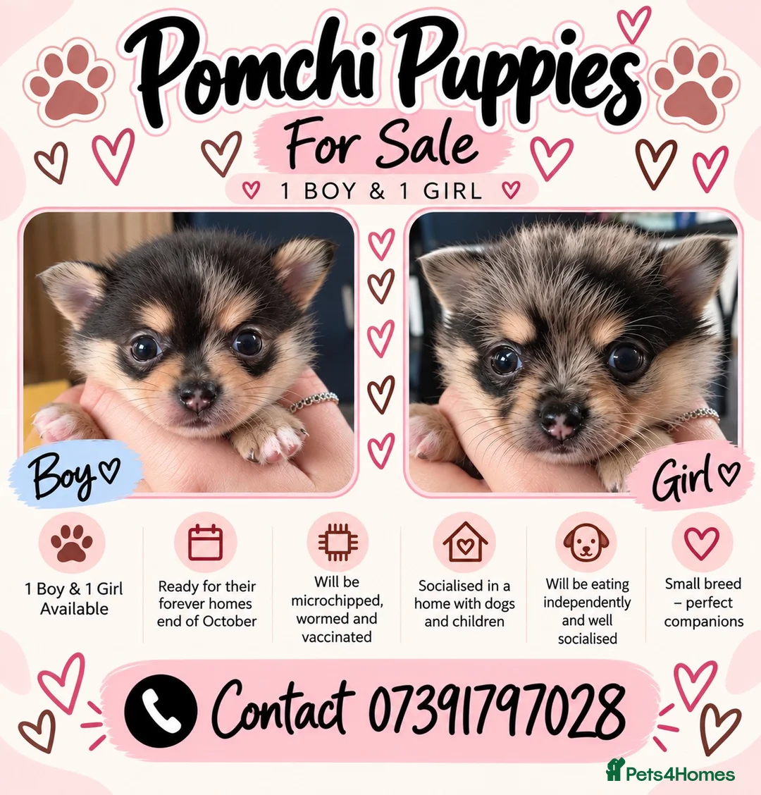 Pomchi dogs for sale: Stunning Pomchi puppies  - Advert 1