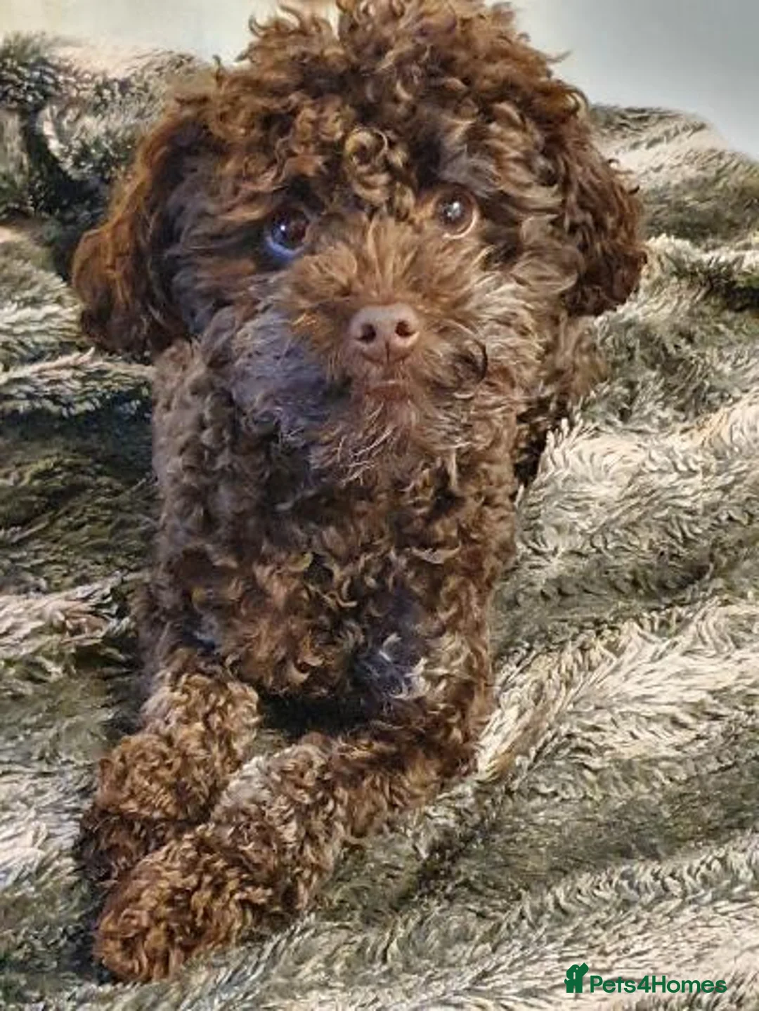 Toy Poodle dogs for stud: Tiny kc reg chocolate toy poodle.STUD ONLY! in Lincoln - Advert 5