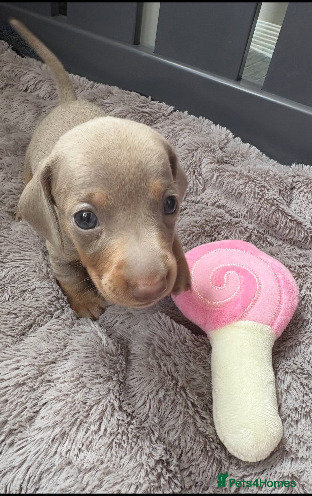 Miniature Dachshund dogs for sale: Beautiful teeny tiny Isabella mini dachshunds  - Image 2