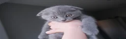 British Shorthair cats for sale: BEAUTIFUL Scottish Fold British Shorthair kitten in Leeds - Advert 10