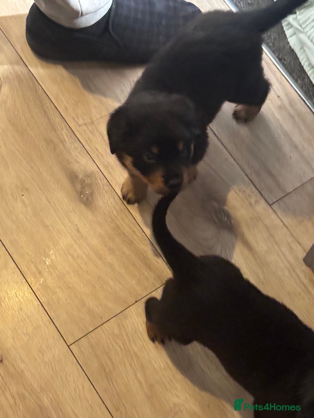 Mixed Breed dogs for sale: Rottweiler x puppys - Image 5