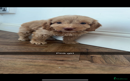 Cockapoo dogs for sale: 8 golden cockerpoos babies !!! - Image 6