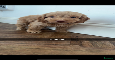 Cockapoo dogs - Advert 11