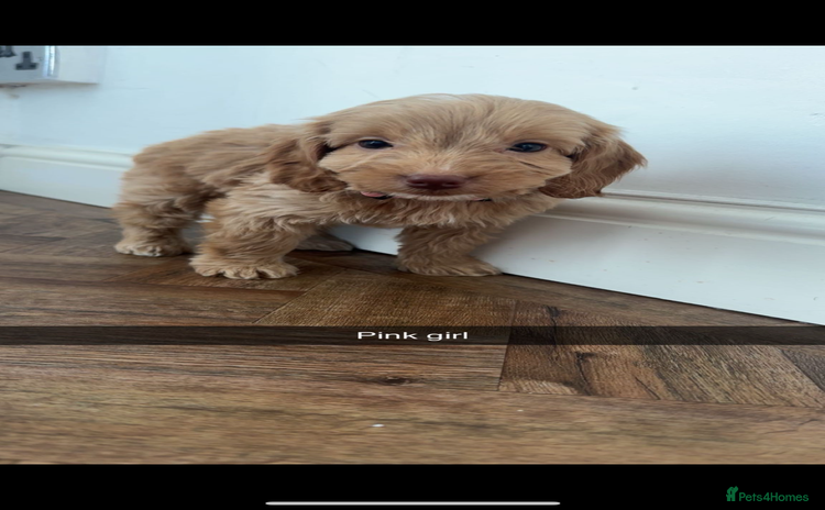 Cockapoo dogs - Advert 14