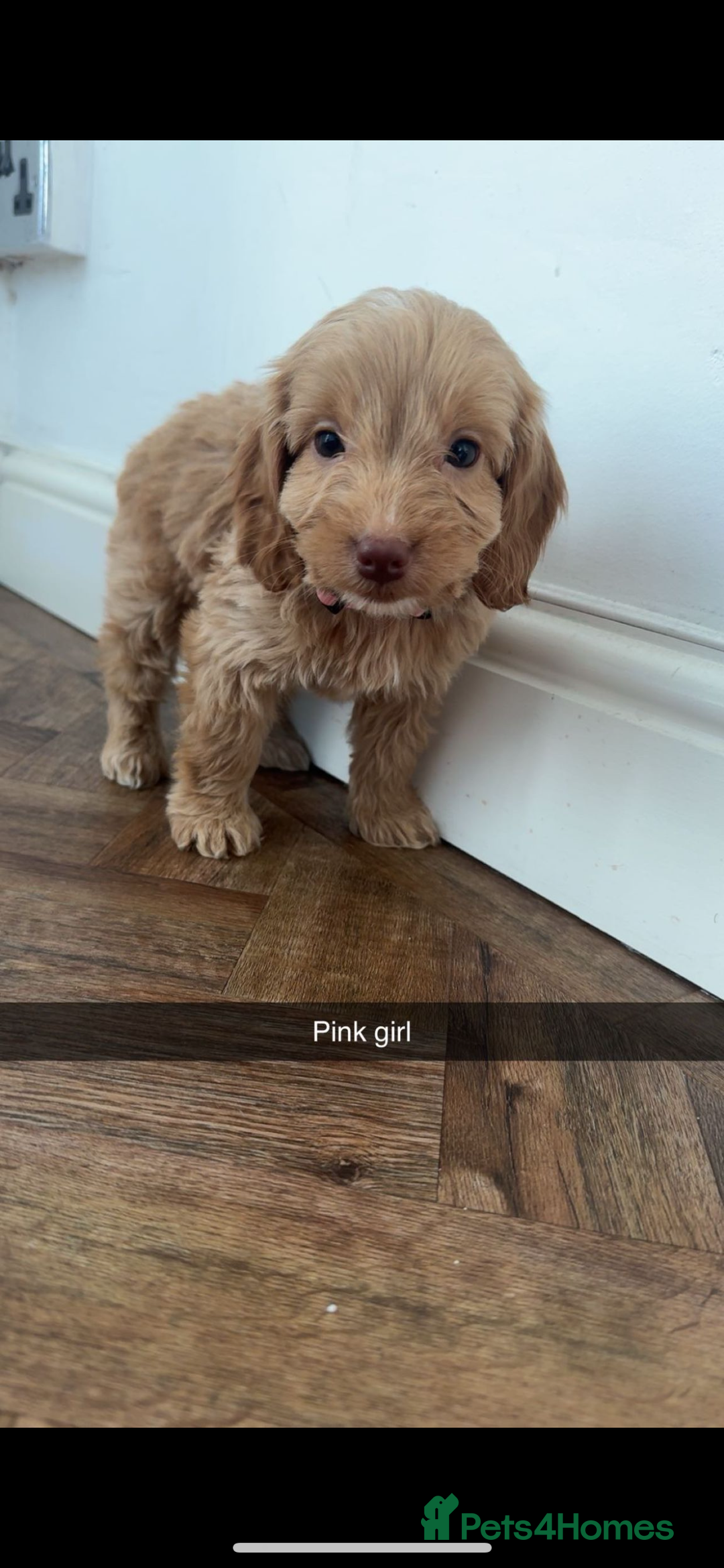 Cockapoo dogs for sale: 8 golden cockerpoos babies !!! - Image 6